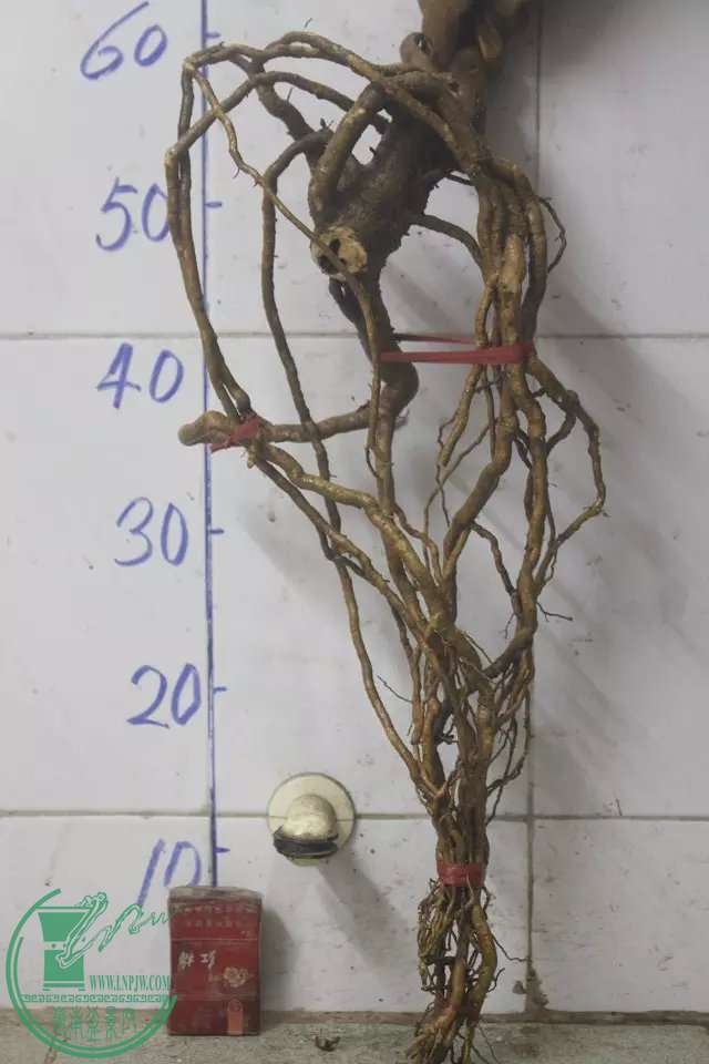 psb (14).jpg