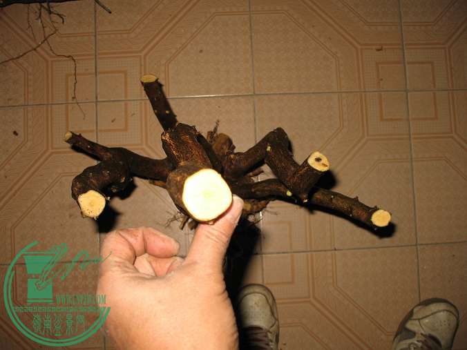 031.JPG