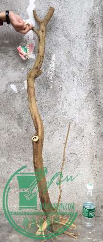 image.jpeg