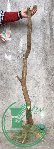 image.jpeg