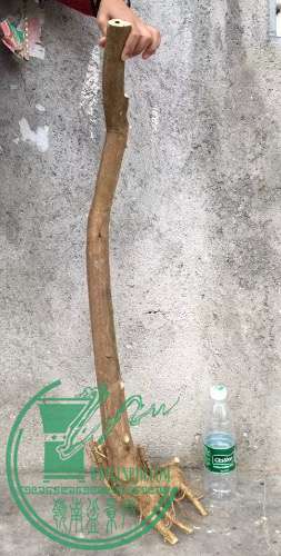 image.jpeg
