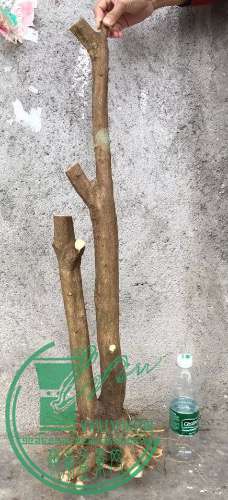 image.jpeg