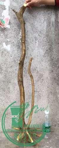 image.jpeg