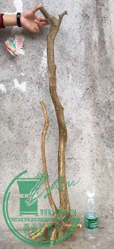 image.jpeg