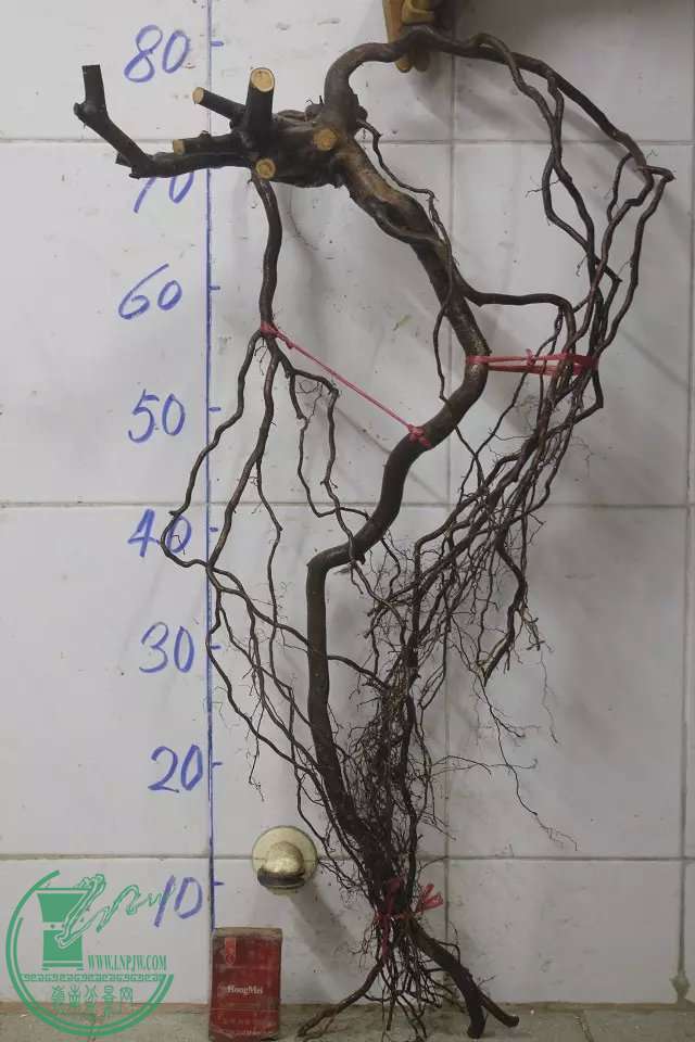 psb (2).jpg