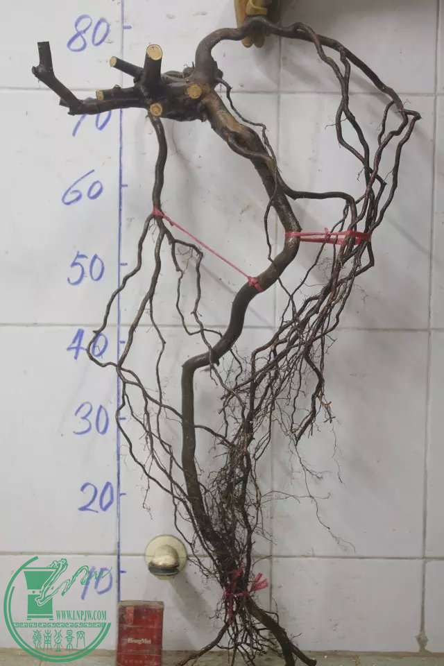 psb (3).jpg