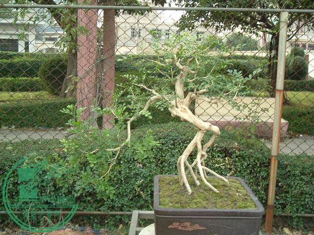 DSCF9609.JPG