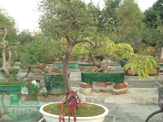 DSCF9604.JPG