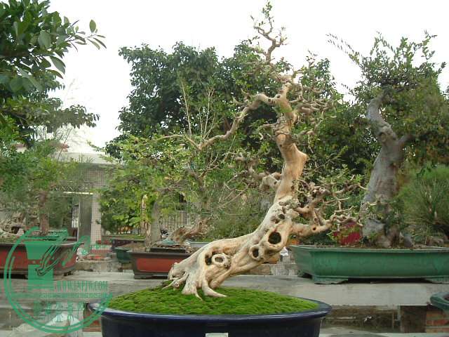 DSCF9606.JPG