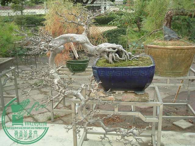 DSCF9616.JPG