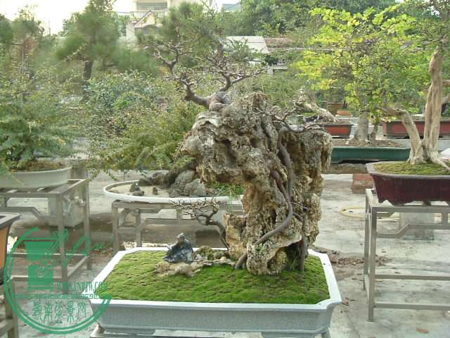 DSCF9619.JPG