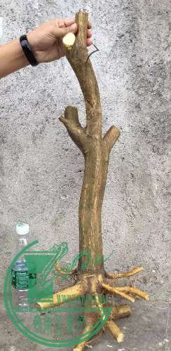 image.jpeg