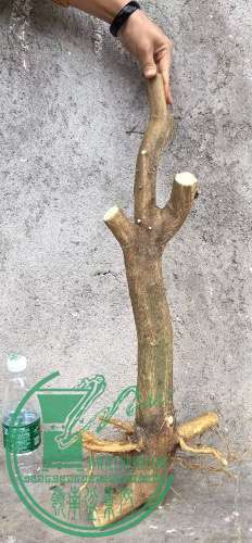 image.jpeg