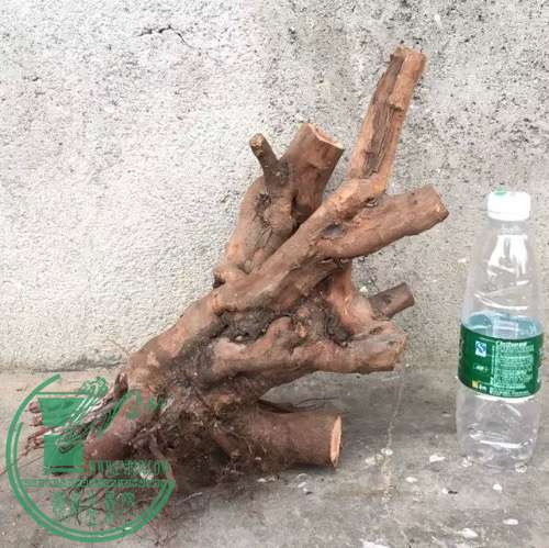 image.jpeg