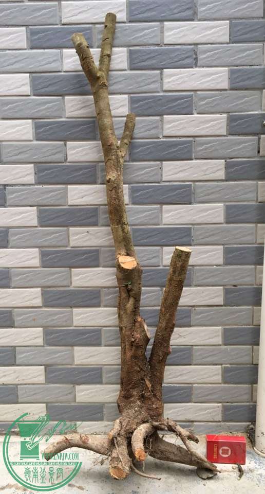 image.jpeg