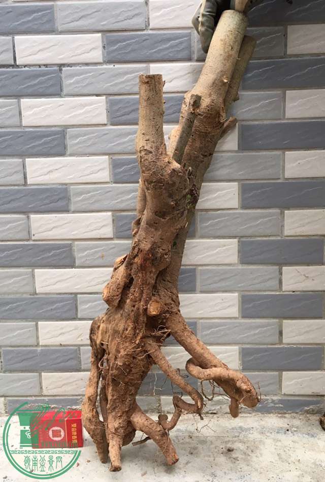 image.jpeg