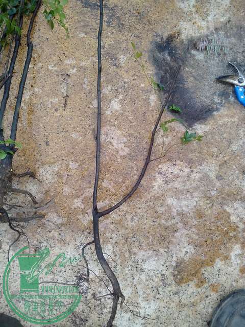 IMG20151224081.jpg
