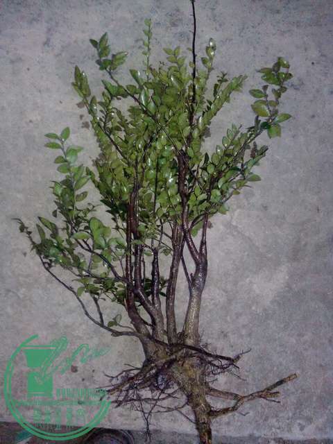 IMG20151224111.jpg