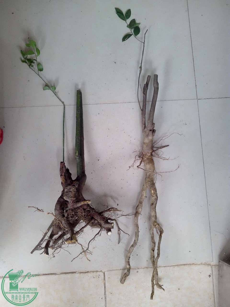 IMG20151225011.jpg