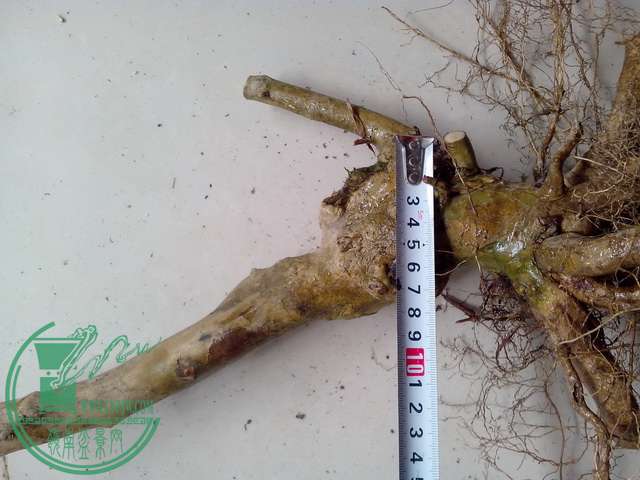 IMG20151225003.jpg