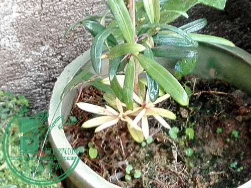 IMG_20141218_072341.jpg