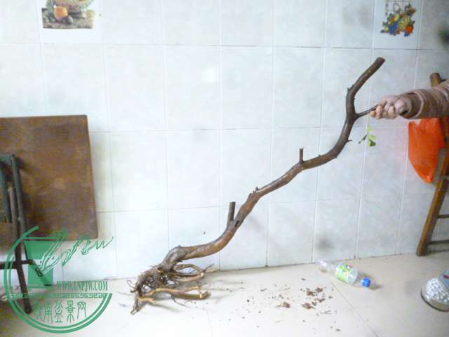 P1150630.JPG