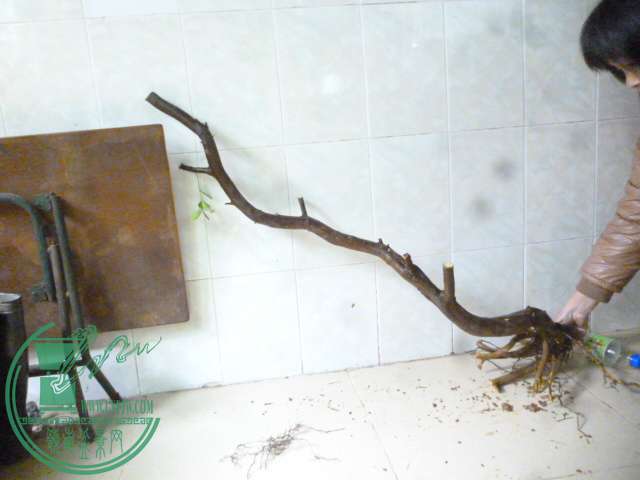 P1150633.JPG
