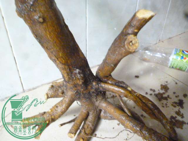 P1150625.JPG
