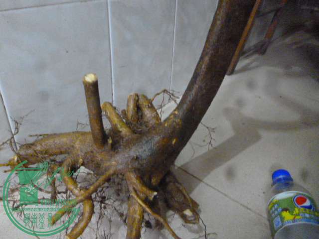 P1150590.JPG