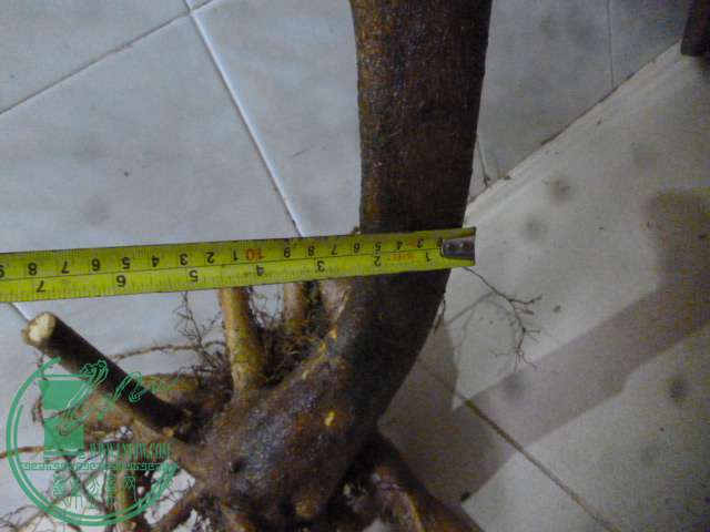 P1150591.JPG