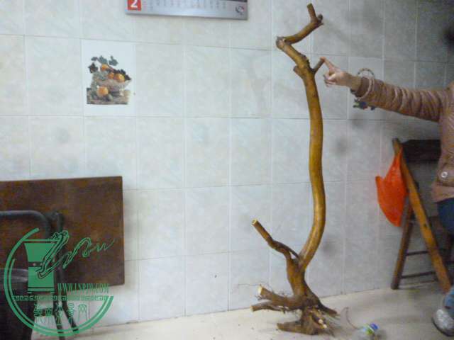 P1150596.JPG