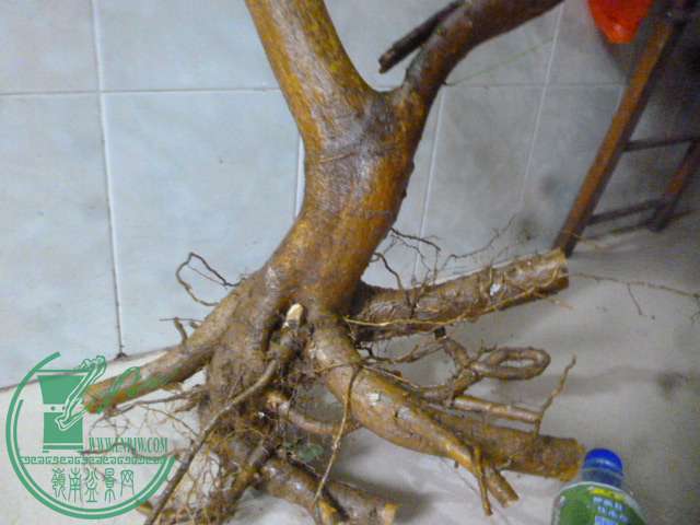 P1150601.JPG