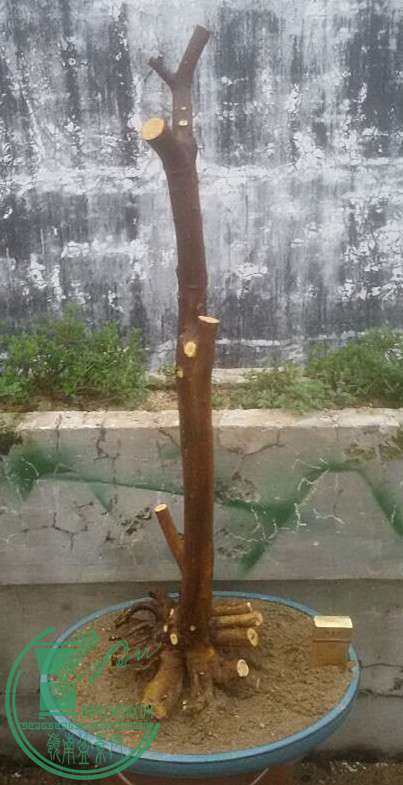 15_.jpg