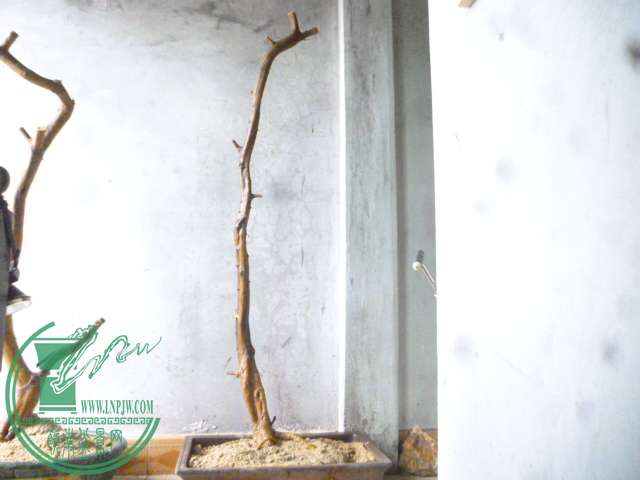 P1150645.JPG