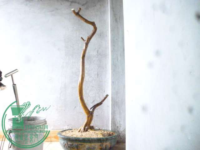 P1150642.JPG