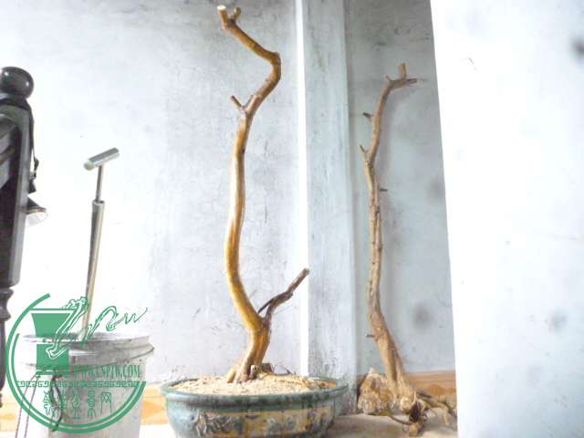 P1150641.JPG