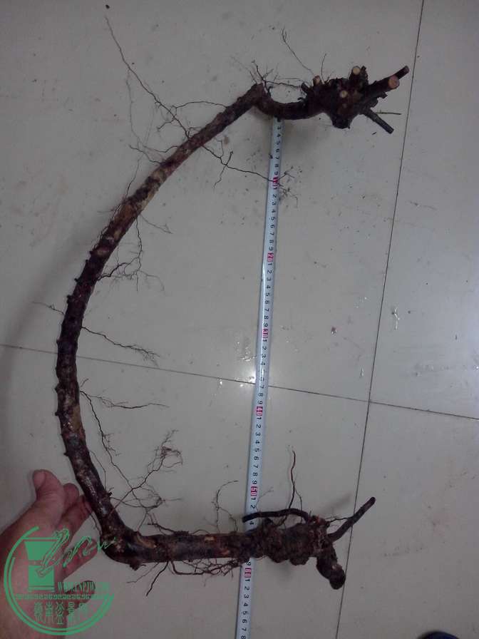 IMG20151227047.jpg