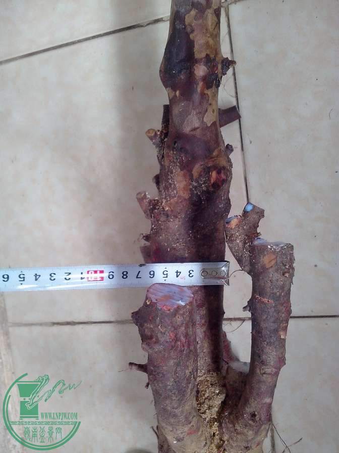 IMG20151228037.jpg
