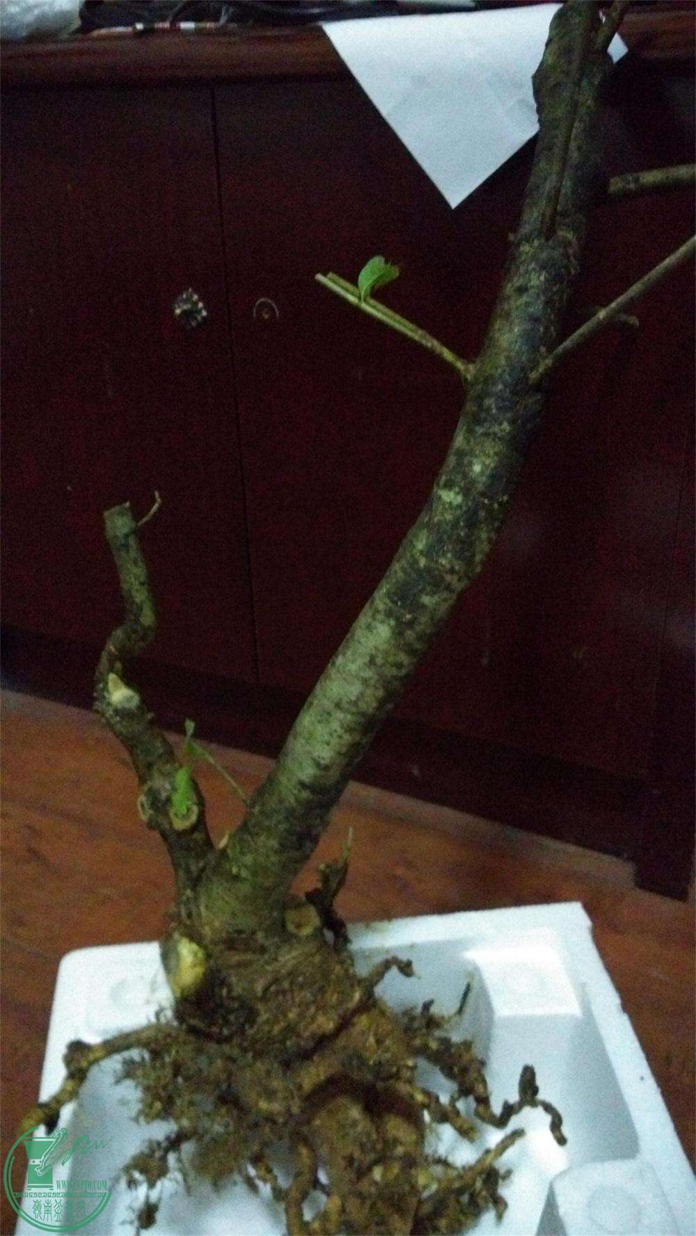 Ѳú2(1).jpg