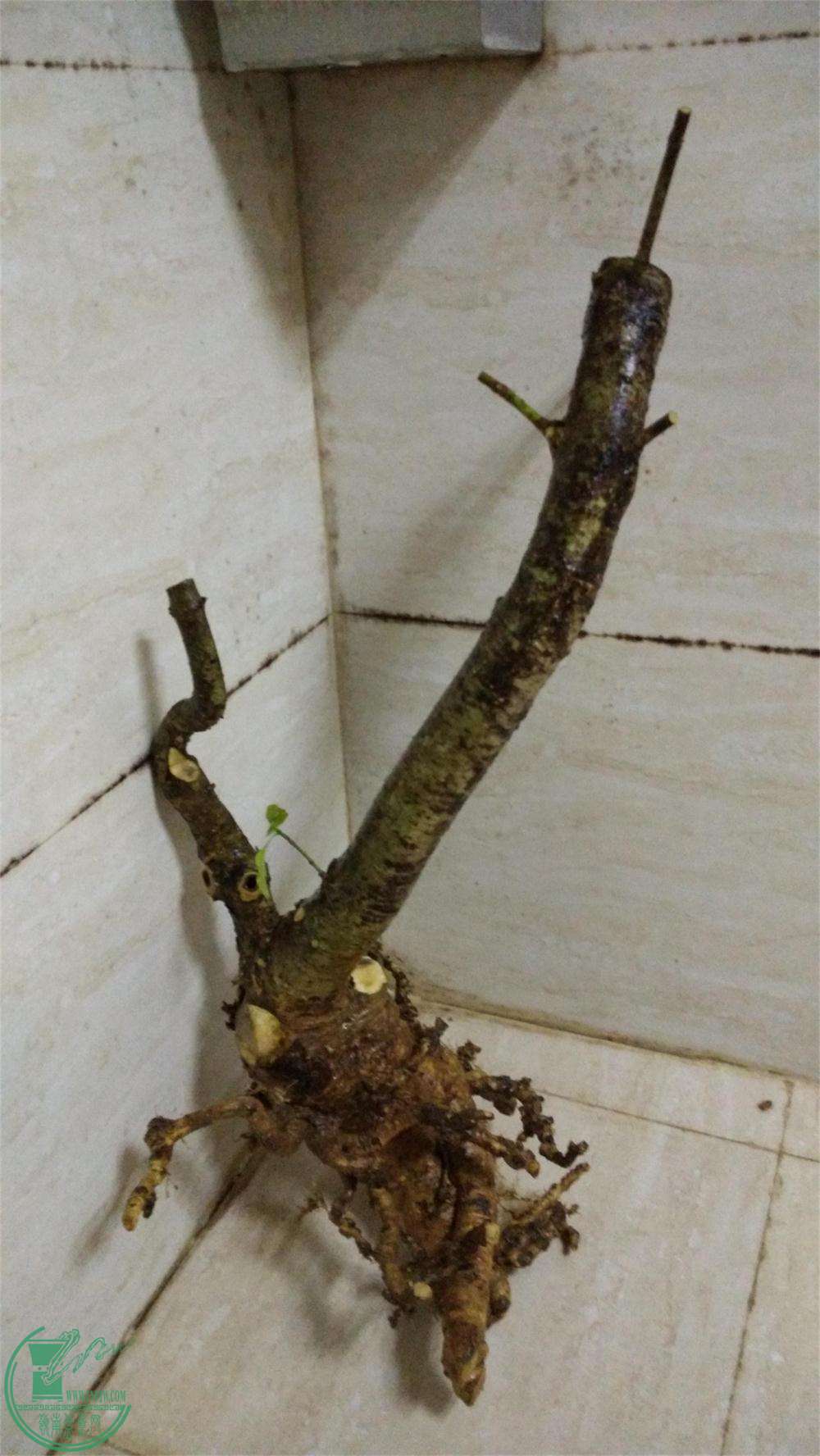 Ѳú3.jpg