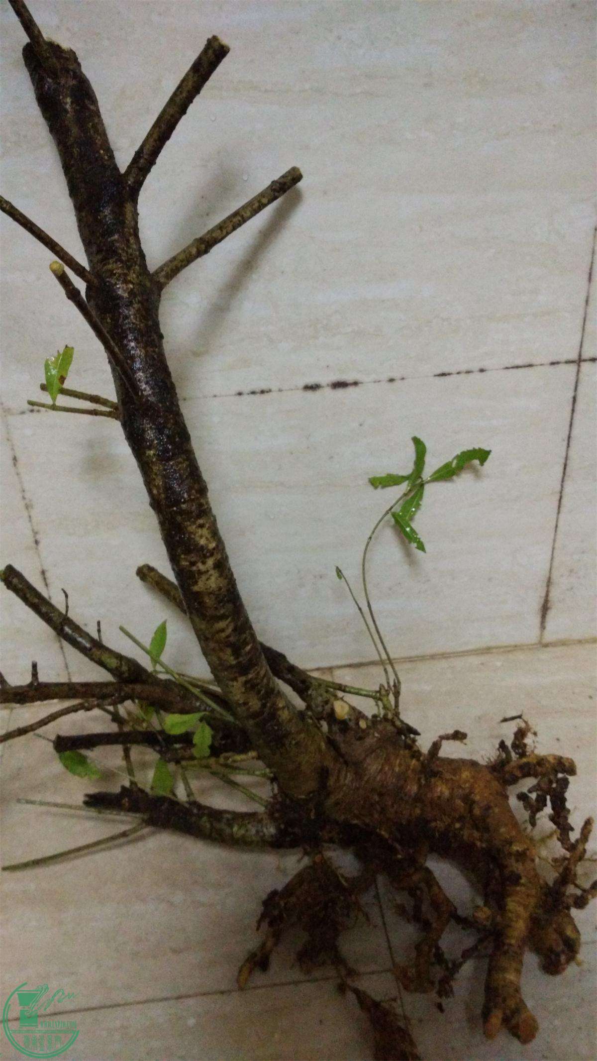 ڻˮ֦1.jpg