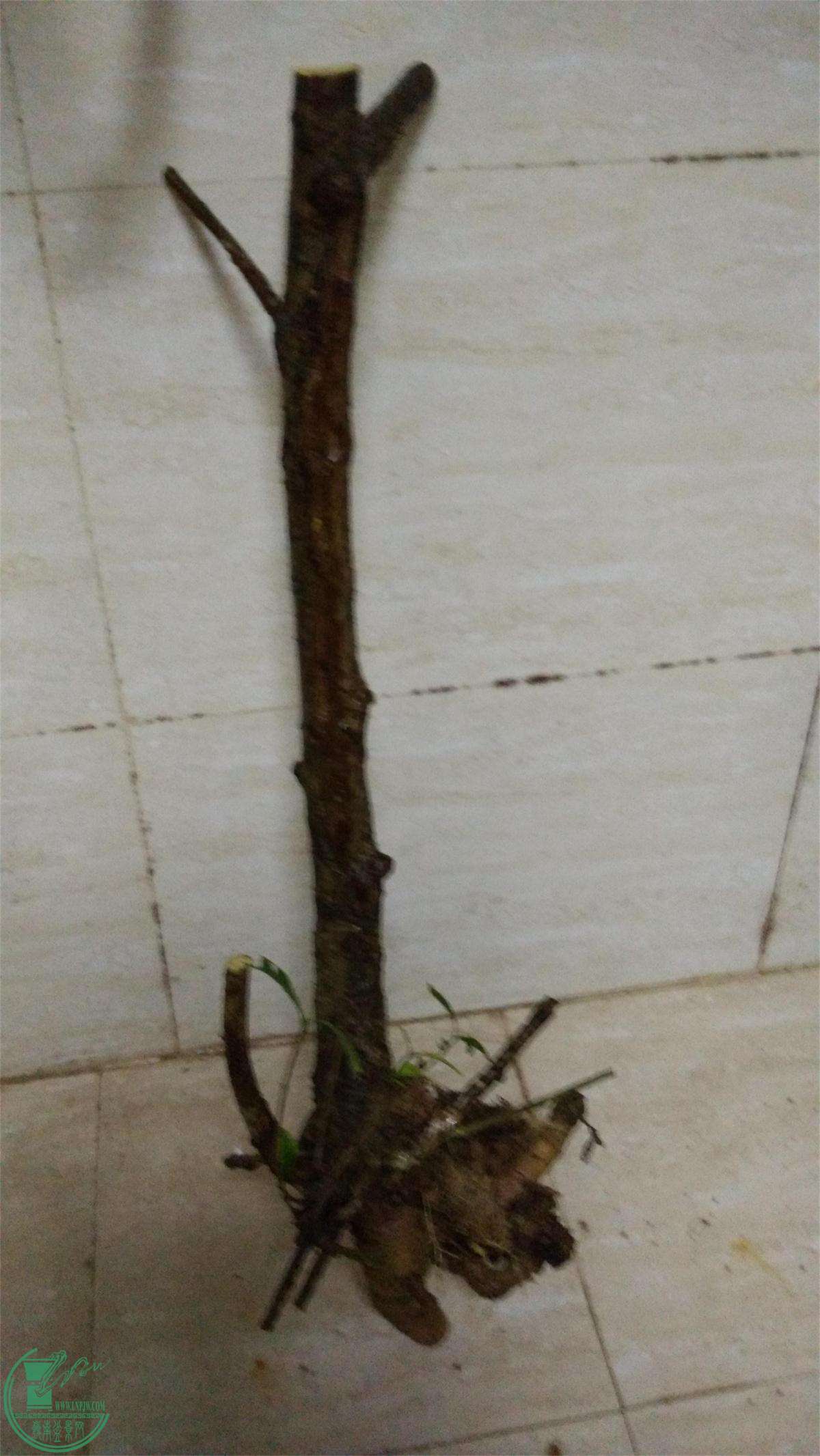 ڻˮ֦7(1).jpg