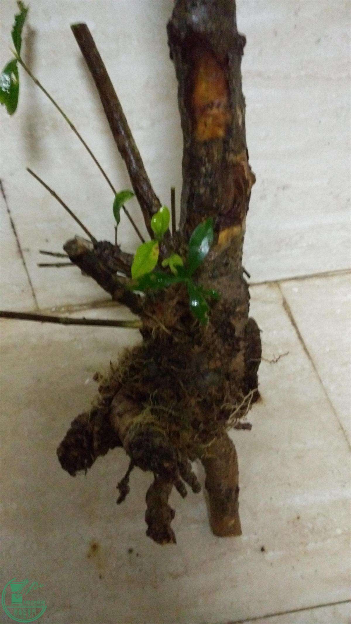 ڻˮ֦9.jpg