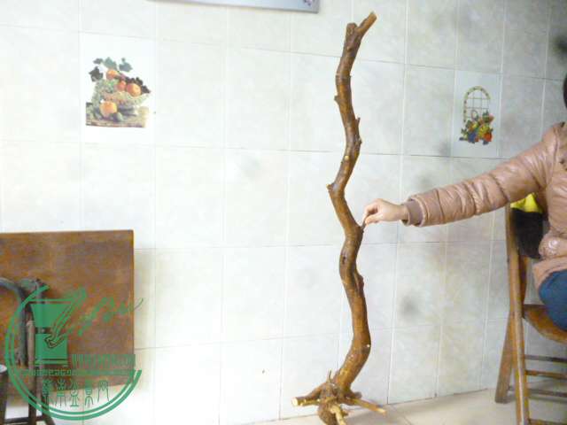 P1150656.JPG