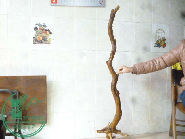 P1150657.JPG