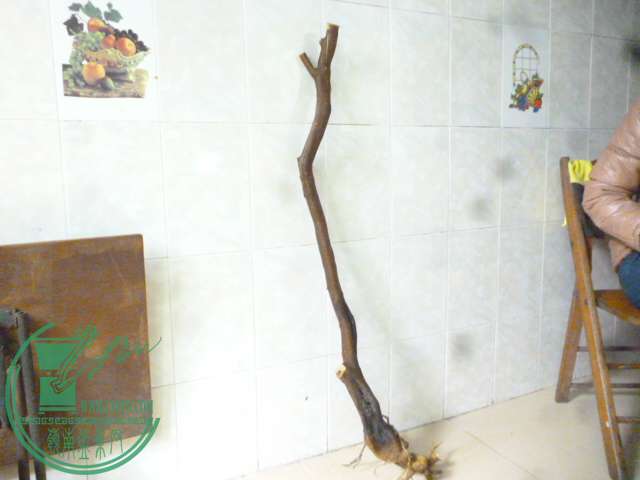 P1150648.JPG