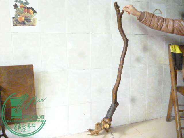 P1150649.JPG