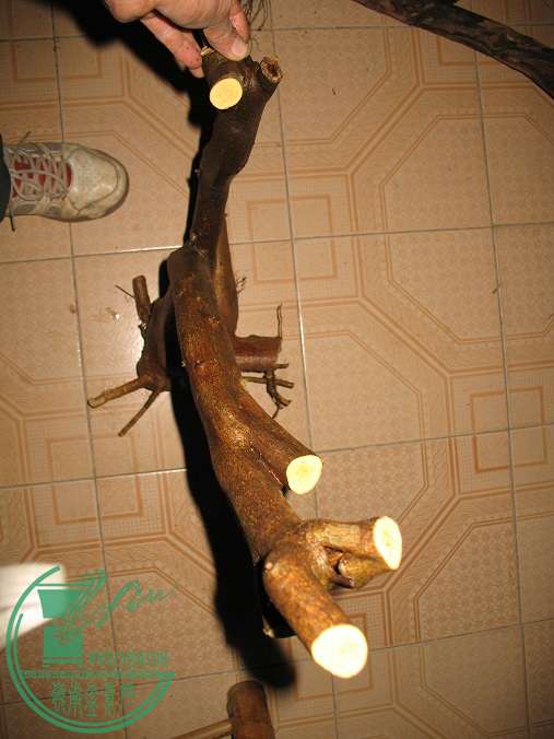 010.JPG