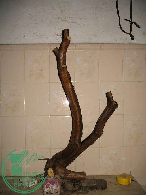 009.JPG