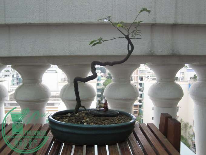 2013-5-16С2.JPG
